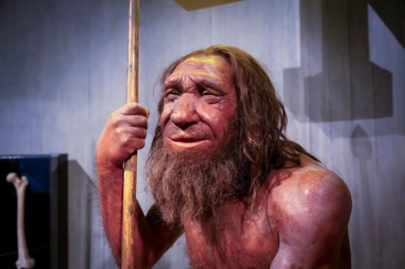Neanderthalul n-a fost „bruta” preistoriei: cum un singur schelet a fost transformat pe nedrept în imaginea unei specii întregi