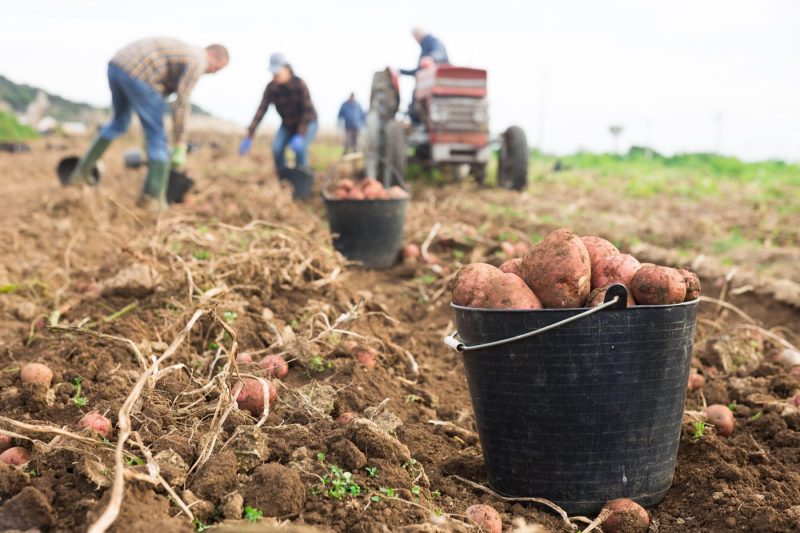 Subvenții noi în agricultură: Românii care cultivă usturoi şi cartofi primesc bani de la stat. Care este ajutorul financiar oferit fermierilor