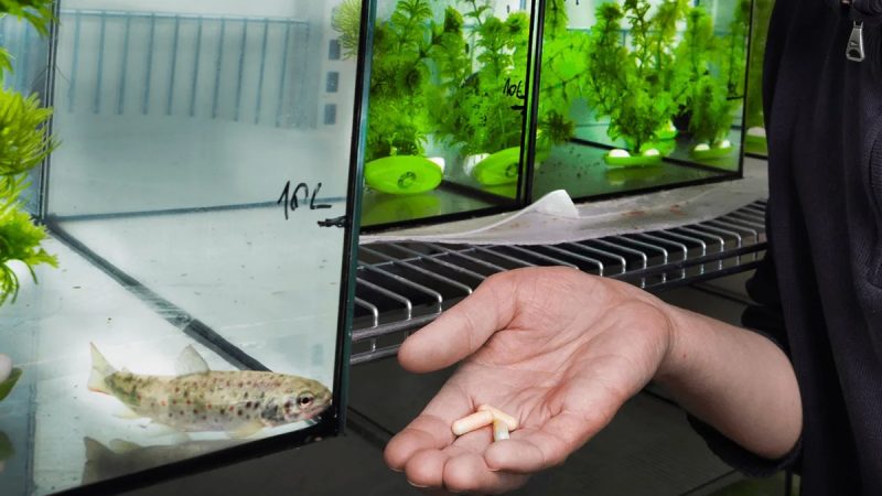 Somonul „drogat” schimbă regulile în natură. Cercetătorii au folosit cocaină ca să vadă cum poluarea modifică viața animalelor