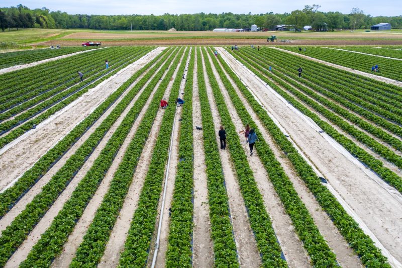 Fructul pentru care oamenii plătesc şi 30 de euro pe bucată a ajuns în România. Un timişorean face bani frumoşi cu afacerea inedită