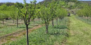 5 pomi fructiferi care oferă cele mai bogate recolte, potrivit experților în grădinărit