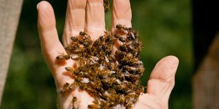 Albinele pot rezolva probleme fără să fie antrenate. Descoperirea care schimbă ce știm despre inteligența animalelor