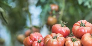 Când şi cum să uzi roşiile pentru a nu crăpa vara. Secretul agricultorilor cu experienţă