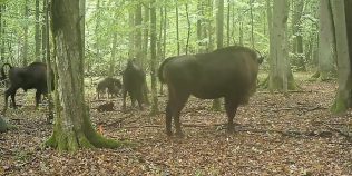 Descoperire rară într-o pădure veche de mii de ani. Cercetătorii au surprins pentru prima dată un atac al lupilor asupra zimbrilor europeni