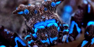 FOTO | Ființe ca din altă lume, descoperite de cercetători. Păianjenul fluorescent și insectele necunoscute care au uimit lumea științei