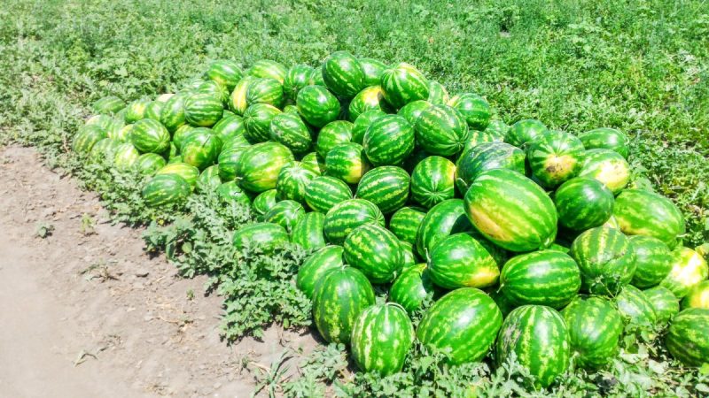 Pepenii de Dăbuleni s-au copt mai devreme decât în alți ani. Ce a favorizat recolta timpurie și cât costă