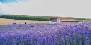 Planta cu care românii au dat lovitura în ultimii ani. Este căutată în toată lumea, este considerată „aurul cosmeticii”