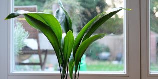Planta de interior super rezistentă care absoarbe căldura și răcorește aerul din casa vara. Mulţi spanioli şi italieni o au