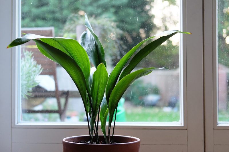 Planta de interior super rezistentă care absoarbe căldura și răcorește aerul din casa vara. Mulţi spanioli şi italieni o au