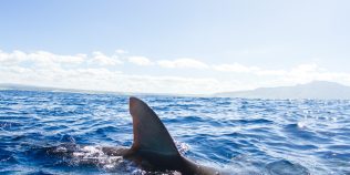 Rechinul umblător, descoperit în Papua Noua Guinee. Ce abilitate rară are noua specie