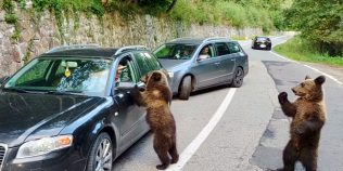 De ce cerșesc urșii la marginea drumului pe Transfăgărășan, dar fug de turiști în Retezat. Explicația care vine din anii comunismului