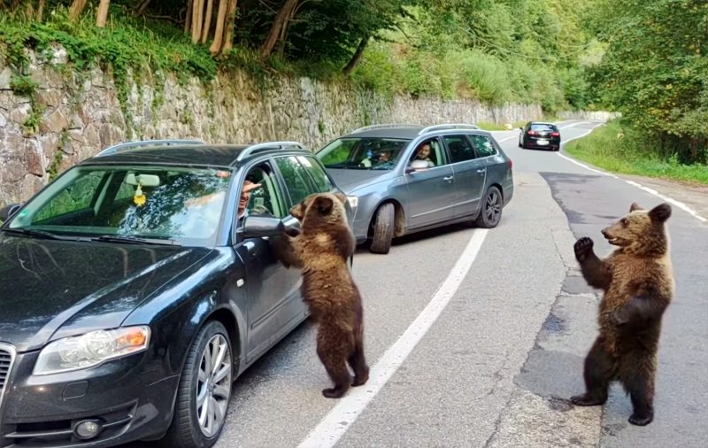 De ce cerșesc urșii la marginea drumului pe Transfăgărășan, dar fug de turiști în Retezat. Explicația care vine din anii comunismului