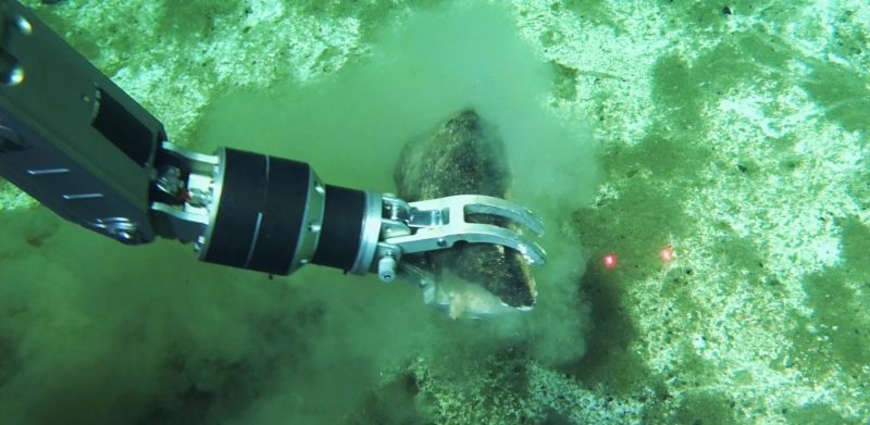 Cimitirul de balene ascuns la 7.000 de metri adâncime. Descoperirea uriașă care poate rescrie istoria vieții din ocean