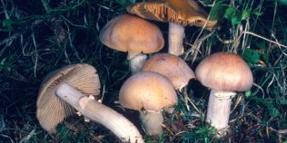 Descoperirea care schimbă tot ce știam despre viața ascunsă de sub picioarele noastre. Rețeaua subterană a Pământului rivalizează cu dimensiuni cosmice