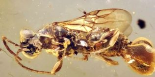 Creatura „imposibilă” descoperită într-un chihlimbar vechi de 99 de milioane de ani: viespea care avea o capcană asemănătoare unei plante carnivore