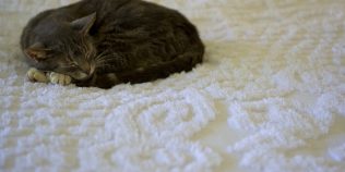 Obiceiul pe care milioane de oameni îl au în fiecare noapte. Cum îți poate influența câinele sau pisica somnul fără să observi