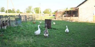 Câte animale și păsări ai voie să crești în gospodărie. Regulile pe care trebuie să le respecte proprietarii de la oraș și de la sat