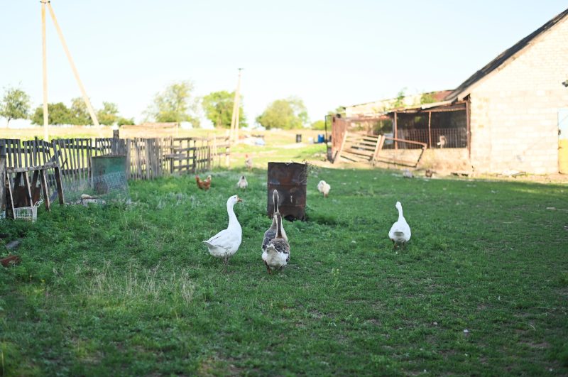 Câte animale și păsări ai voie să crești în gospodărie. Regulile pe care trebuie să le respecte proprietarii de la oraș și de la sat