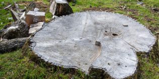 Ai un copac bătrân în curte? Noile reguli pot interzice tăierea, dar aduc despăgubiri pentru proprietari