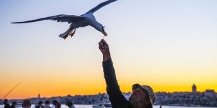 Ce amenzi riscă turiștii care hrănesc pescărușii în vacanță. În unele destinații din Europa sancțiunile ajung la mii de euro