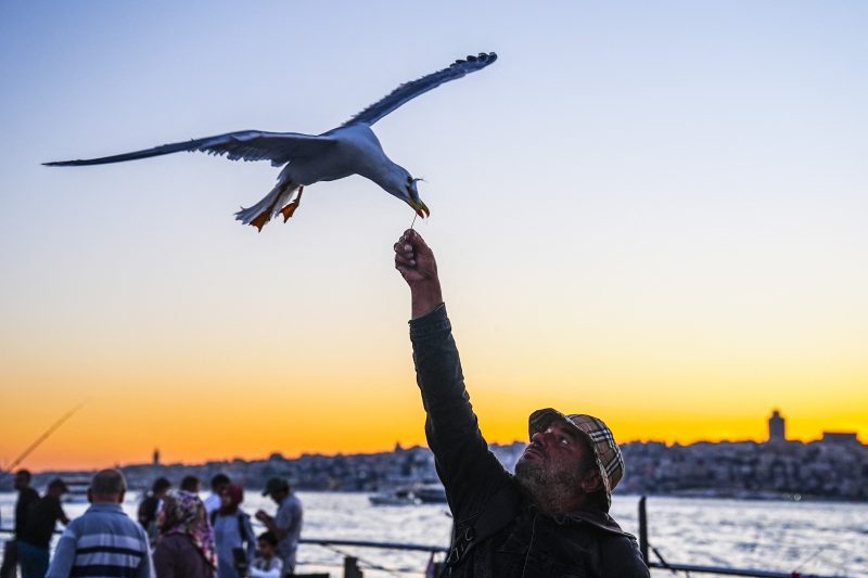 Ce amenzi riscă turiștii care hrănesc pescărușii în vacanță. În unele destinații din Europa sancțiunile ajung la mii de euro