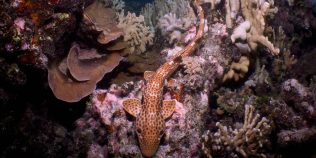 Rechinul care pare că merge cu înotătoarele a fost descoperit în Papua Noua Guinee: noua specie trăiește pe recife, nu pe uscat