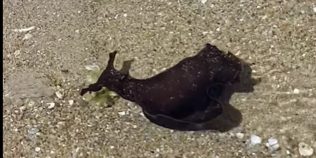 Creatura din mare care a stârnit controverse în Thassos. Ce este și ce trebuie să faci când o vezi la mal: „Seamănă cu un melc”