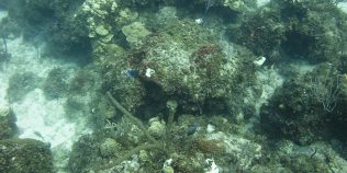 Descoperire spectaculoasă în largul Japoniei: cercetătorii au găsit concentrații record de aur la sute de metri sub ocean