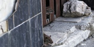 Invazie de șobolani în București. Ce trebuie să faci ca rozătoarele să nu ajungă în locuința ta