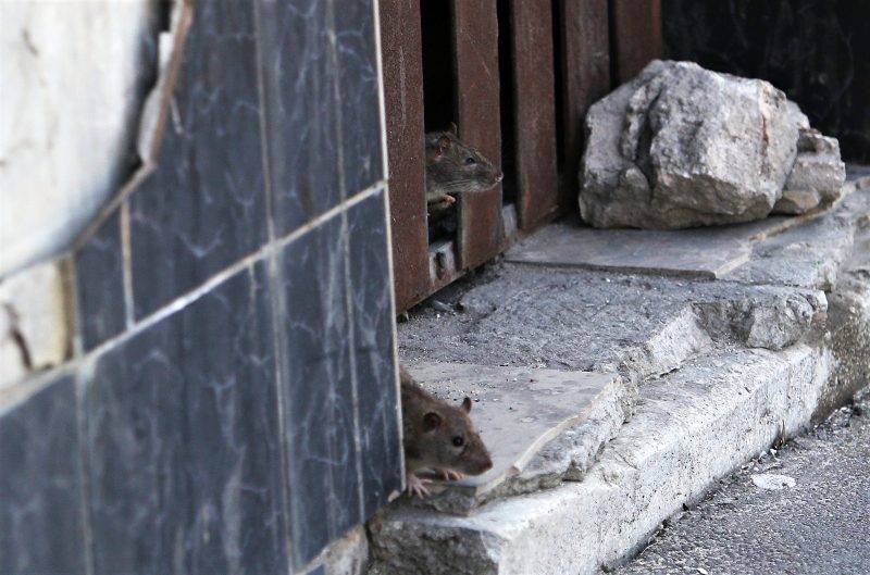 Invazie de șobolani în București. Ce trebuie să faci ca rozătoarele să nu ajungă în locuința ta