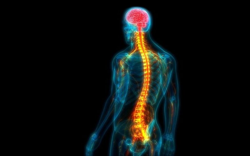 Leziunile măduvei spinării considerate ireversibile ar putea fi tratate. Descoperirea care dă speranță milioane de pacienți