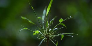 Când va muri ultima plantă de pe Pământ? Oamenii de știință au calculat momentul în care planeta nu va mai putea susține vegetația