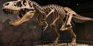 Un schelet de Tyrannosaurus rex a fost vândut cu o sumă record. „Gus” a rescris istoria licitațiilor din lume