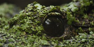 National Geographic pregătește un octombrie plin de premiere. Africa sălbatică, accidente aviatice și monștrii legendelor, printre noutăți