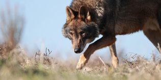 Primele animale ar fi apărut cu 200 de milioane de ani mai devreme decât credeam. De ce nu le găsim fosilele