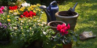 Plantele pe care nu trebuie să le tunzi toamna. Greșeala care poate însemna mai puține flori la primăvară