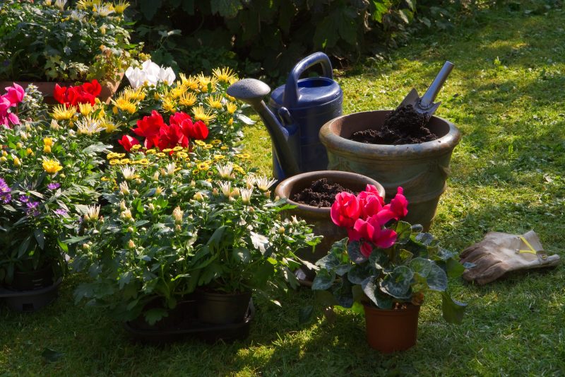 Plantele pe care nu trebuie să le tunzi toamna. Greșeala care poate însemna mai puține flori la primăvară