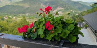 Temperatura la care trebuie să iei mușcatele de pe balcon. Cum le pregătești pentru iarnă