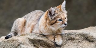 10 dintre cele mai frumoase feline sălbatice din lume. Unele sunt mai mici decât o pisică de apartament