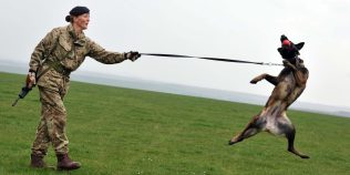 Un start-up vrea să creeze câini militari prin clonare și editare genetică. Cine a investit 200 de milioane de dolari în proiect