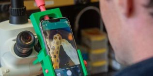 Cercetătorii au găsit o metodă prin care coralii albiți își pot reveni în doar șapte săptămâni