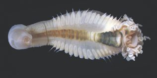 Creaturi bizare, asemănătoare unor monștri cu tentacule, descoperite în adâncurile Oceanului Indian. Cercetătorii au identificat un gen complet nou de viermi marini