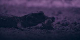Cei mai mici crocodili din lume, filmați pentru prima dată vânând lilieci într-o peșteră din Gabon VIDEO