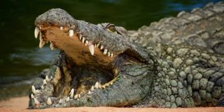 A făcut un crocodil cu AI și a pus autoritățile pe fugă. „Gluma” care îl poate costa ani de închisoare în Singapore