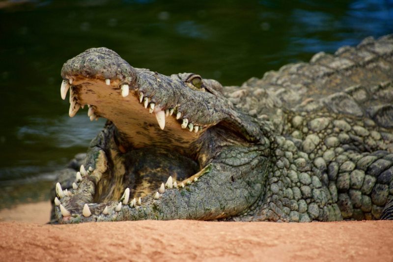 A făcut un crocodil cu AI și a pus autoritățile pe fugă. „Gluma” care îl poate costa ani de închisoare în Singapore