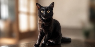 INTERVIU | Pisicile de pe stradă au acum „buletin” digital. Cum funcționează CatChat, aplicația pornită dintr-un cartier din București
