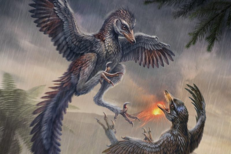 O pasăre care nu putea zbura, veche de 150 de milioane de ani, schimbă ce știm despre evoluția păsărilor
