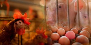 Sprijin financiar pentru fermele de porci și păsări, după scumpirea energiei. Ce costuri ar putea fi acoperite de stat