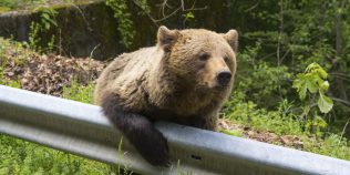 Cum îți dai seama că o fotografie de pe internet nu este reală. Capcana în care au căzut locuitorii din Câmpina din cauza unei imagini cu un urs