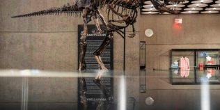Un schelet rar de dinozaur s-a vândut cu 47,3 milioane de dolari. De ce contestă cercetătorii licitația